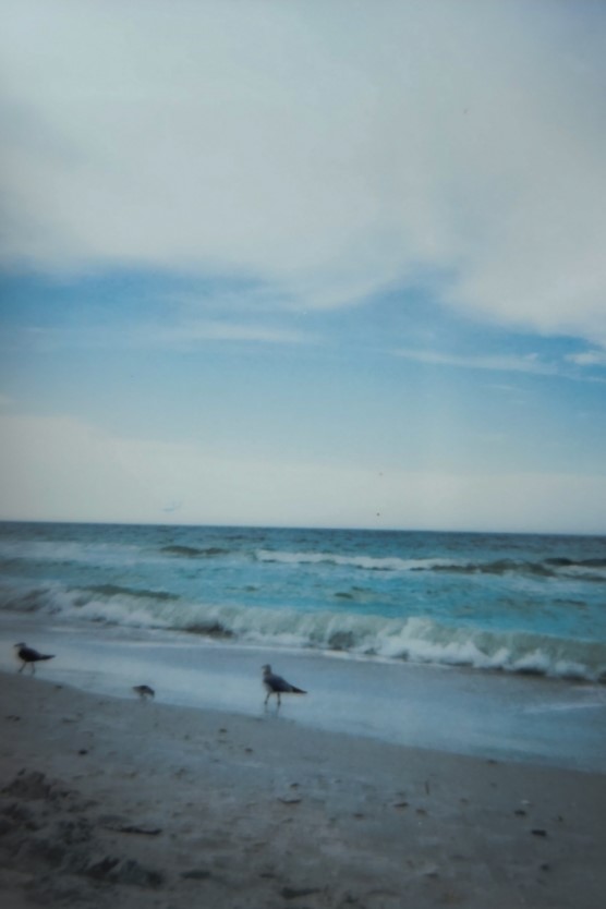 beach birds