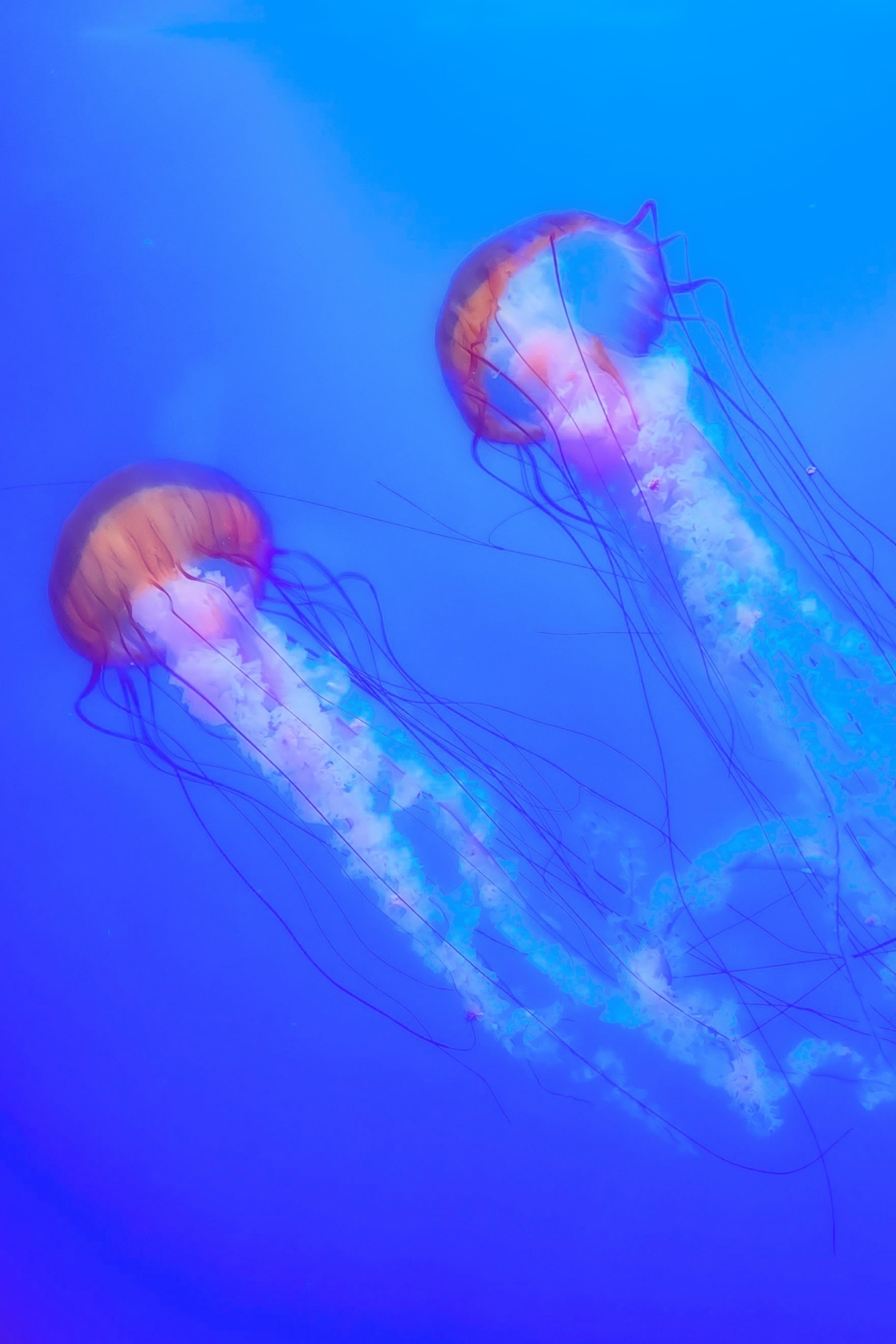 jellyfish