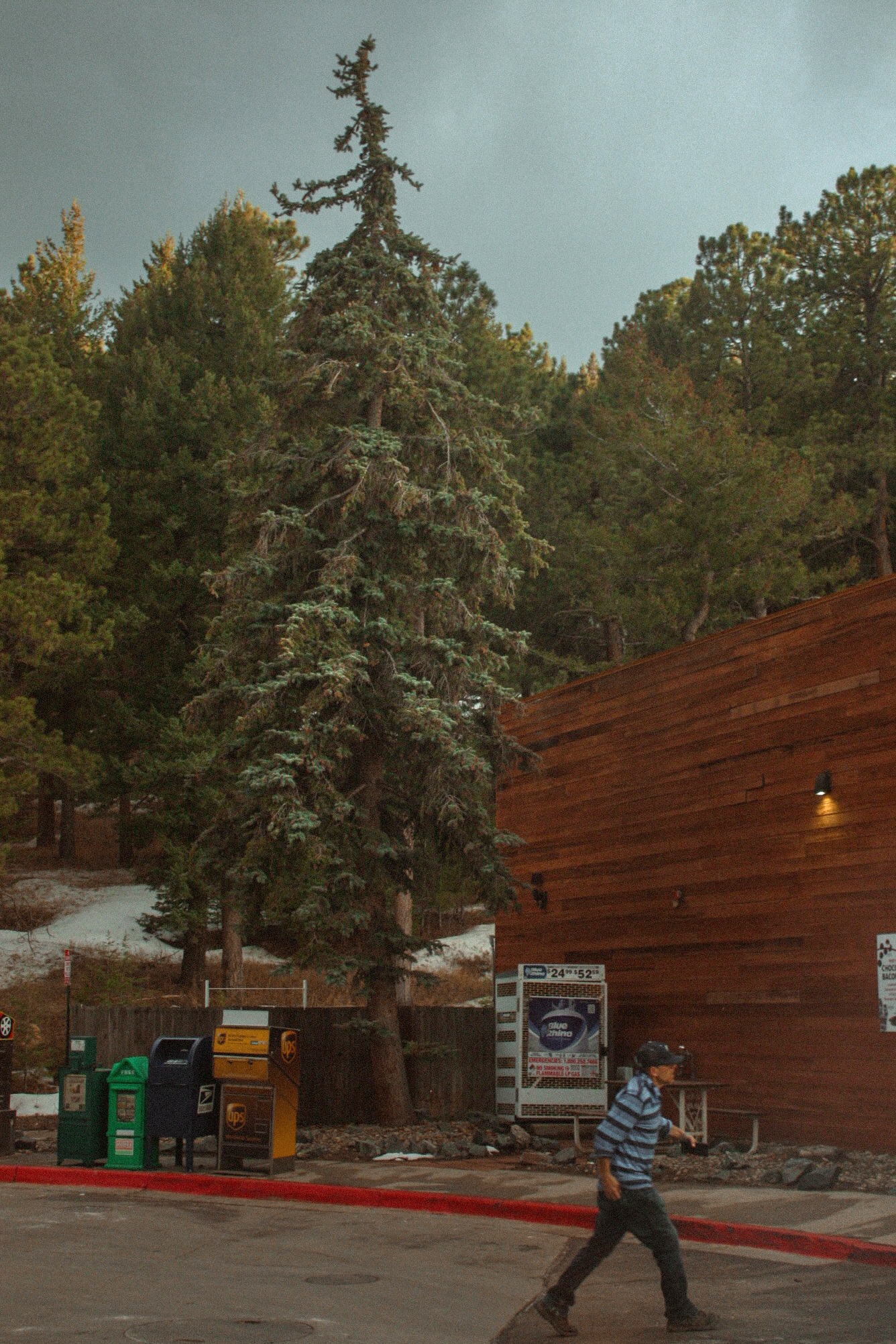 tree in colorado